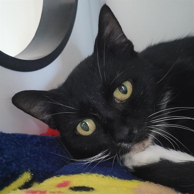 adoptable Cat in Centerville, MA named GRETEL