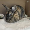 adoptable Rabbit in Centerville, MA named SIMONE BILES