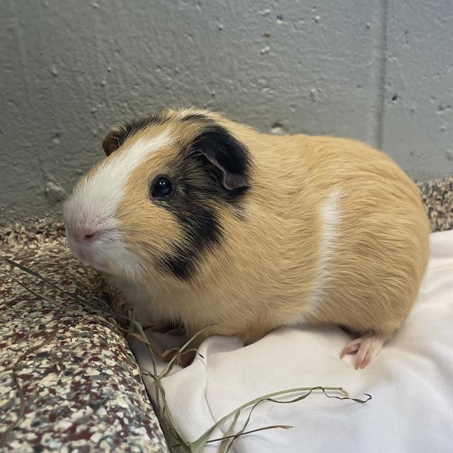 adoptable Guinea Pig in Centerville, MA named INSPECTOR GADGET