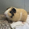 adoptable Guinea Pig in , MA named INSPECTOR GADGET