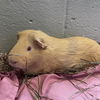 adoptable Guinea Pig in , MA named COOKIE DOUGH