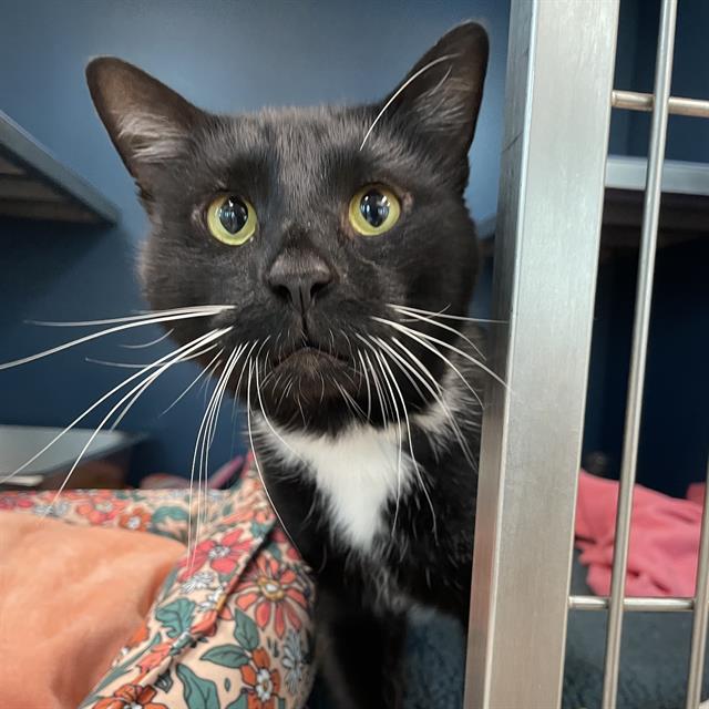 adoptable Cat in Centerville, MA named FINNEGAN