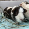 adoptable Guinea Pig in , MA named BEETLE