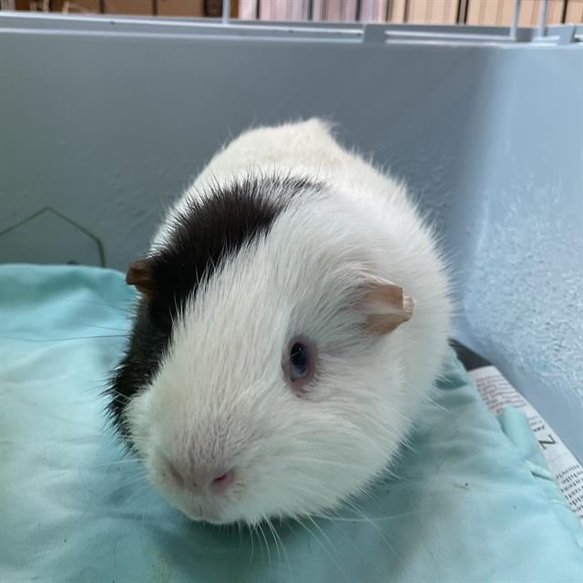 adoptable Guinea Pig in Centerville, MA named JUICE