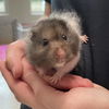 adoptable Hamster in  named GANDALF