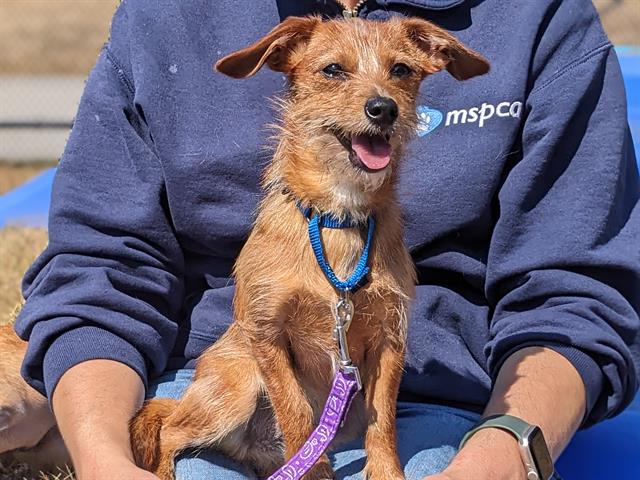 adoptable Dog in Centerville, MA named SKOUT