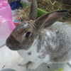 adoptable Rabbit in , MA named FLYING DUTCHMAN