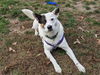 adoptable Dog in , MA named SADIE