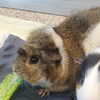 adoptable Guinea Pig in centerville, MA named PUMPKIN