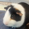 adoptable Guinea Pig in centerville, MA named SOUP