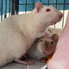 adoptable Rat in centerville, MA named VON FRANZ