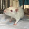 adoptable Rat in centerville, MA named NOSFERATU