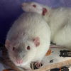 adoptable Rat in Centerville, MA named FRIEDRICH HARDING