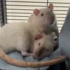adoptable Rat in centerville, MA named HERR KNOCK