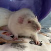 adoptable Rat in Centerville, MA named DR. WILHELM SIEVERS
