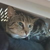 adoptable Cat in centerville, MA named MIRA