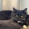 adoptable Cat in  named SKYE FELV +