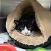 adoptable Cat in centerville, MA named LUCKY