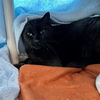 adoptable Cat in Centerville, MA named CAPTAIN MIDNIGHT