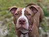 adoptable Dog in centerville, MA named MANGO