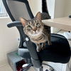 adoptable Cat in centerville, MA named SOFI - WORKING CAT