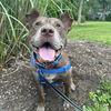 adoptable Dog in centerville, MA named LOKI