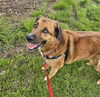 adoptable Dog in centerville, MA named JAKE