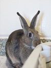 adoptable Rabbit in centerville, MA named KENNY