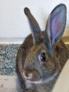 adoptable Rabbit in  named CARTMAN