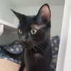 adoptable Cat in centerville, MA named GELATIN