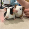 adoptable Guinea Pig in centerville, MA named ROGER