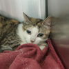 adoptable Cat in centerville, MA named LOREN