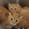 adoptable Cat in centerville, MA named SANSA