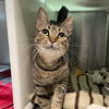 adoptable Cat in centerville, MA named KENDRA