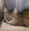 adoptable Cat in centerville, MA named MUNCHKIN