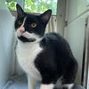 adoptable Cat in centerville, MA named GEORGIA
