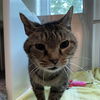 adoptable Cat in centerville, MA named PIPER