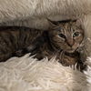 adoptable Cat in Centerville, MA named ANDREA