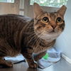 adoptable Cat in centerville, MA named MILEY
