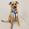 adoptable Dog in Centerville, MA named FRIDAY