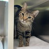 adoptable Cat in centerville, MA named SUMMER