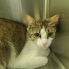 adoptable Cat in Centerville, MA named CECE DRAKE