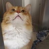 adoptable Cat in centerville, MA named ROMEU