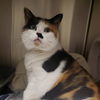 adoptable Cat in centerville, MA named JULIETA