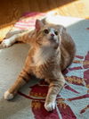 adoptable Cat in centerville, MA named SHANE