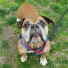 adoptable Dog in centerville, MA named TYRION