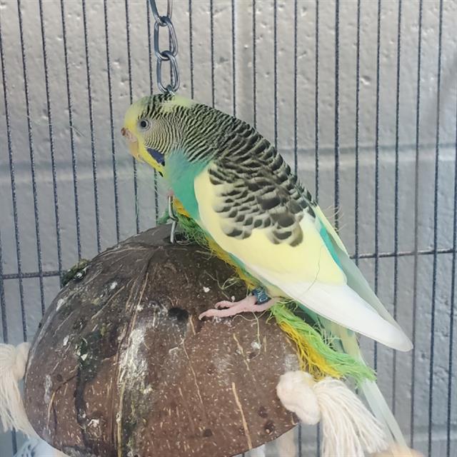adoptable Bird in Centerville, MA named LUCY
