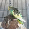 adoptable Bird in centerville, MA named LUCY