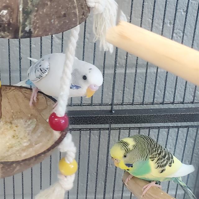 adoptable Bird in Centerville, MA named ANGEL