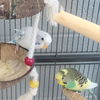 adoptable Bird in  named ANGEL